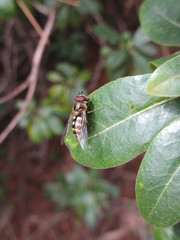 Dasysyrphus bilineatus