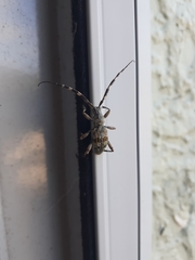 Hexatricha pulverulenta