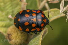 Pachycoris klugii