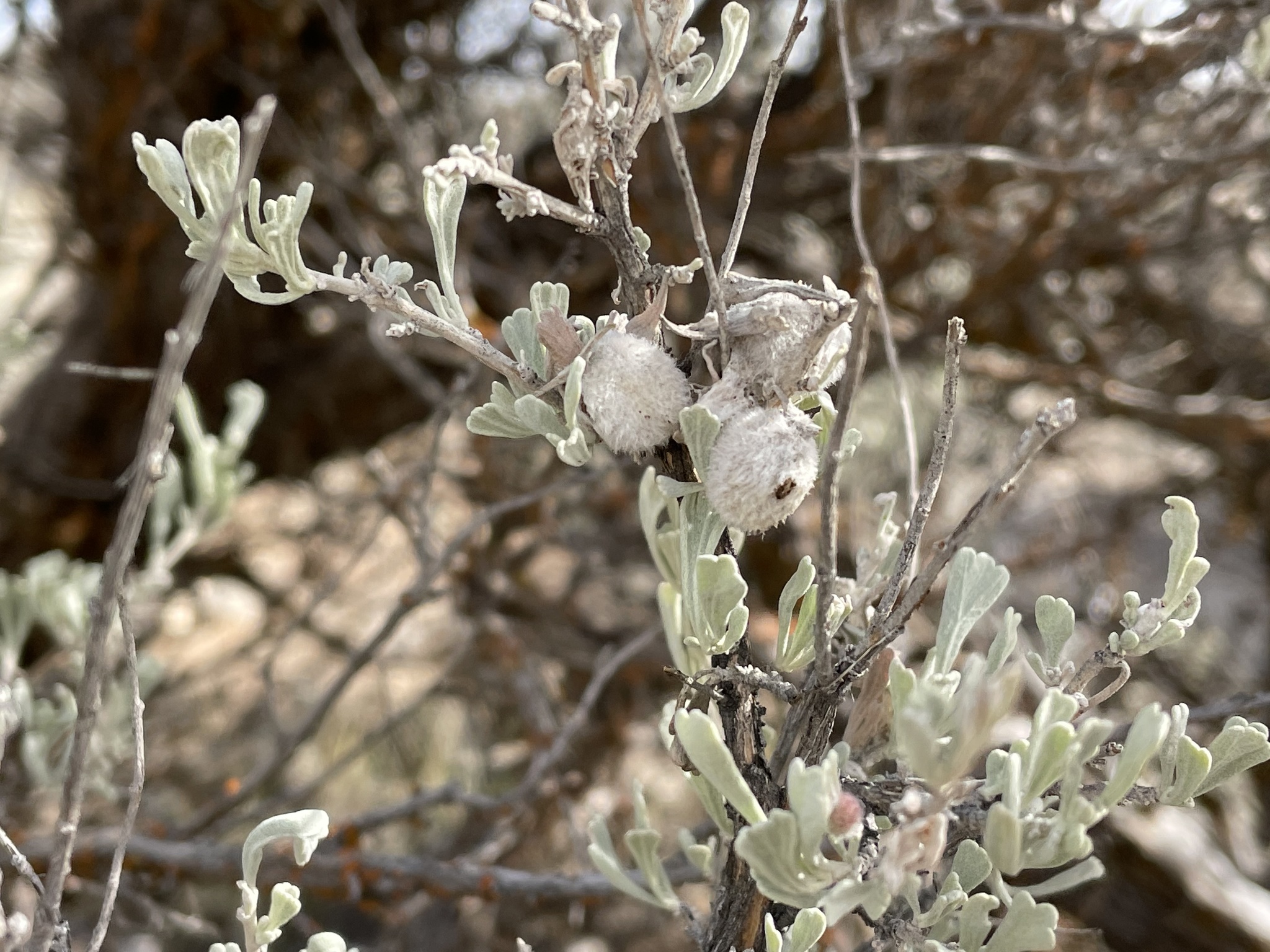 Artemisia tridentata ssp. tridentata