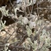 Artemisia tridentata tridentata - Photo (c) Henrik Kibak, algunos derechos reservados (CC BY), subido por Henrik Kibak