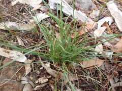 Lomandra collina