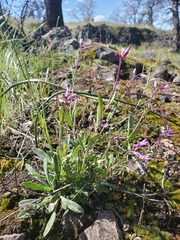 Boechera breweri shastaensis