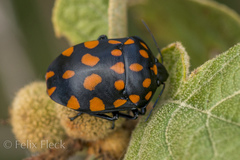 Pachycoris klugii