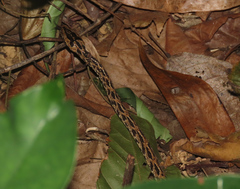 Boiga multomaculata