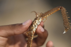 Parthenope longimanus