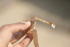 Parthenope longimanus