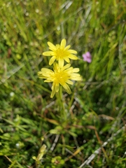 Microseris acuminata