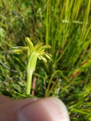 Microseris acuminata