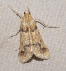 Pseudoschinia elautalis