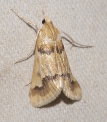 Pseudoschinia elautalis