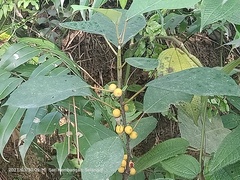 Ficus grossularioides