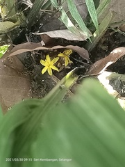 Molineria capitulata