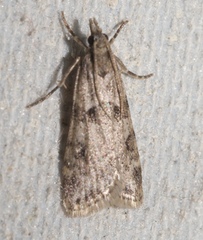 Scoparia palloralis