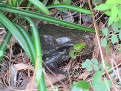 Bufo formosus