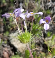Leptosiphon androsaceus