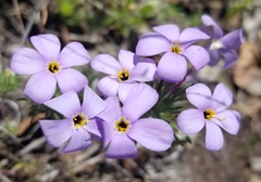 Leptosiphon androsaceus