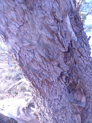 Acacia papyrocarpa