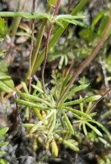 Leptosiphon androsaceus