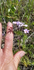 Leptosiphon androsaceus