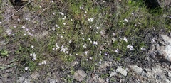 Leptosiphon androsaceus