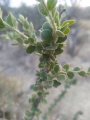 Adelia obovata