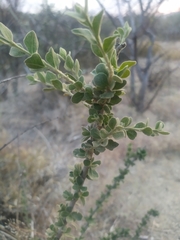 Adelia obovata