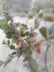 Adelia obovata