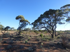 Acacia papyrocarpa
