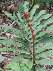 Blechnum finlaysonianum