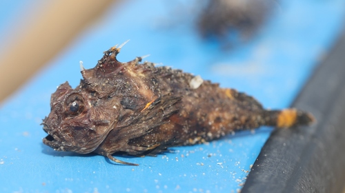 Choridactylus multibarbus observed 2021-03-30