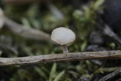 Pholiota conissans