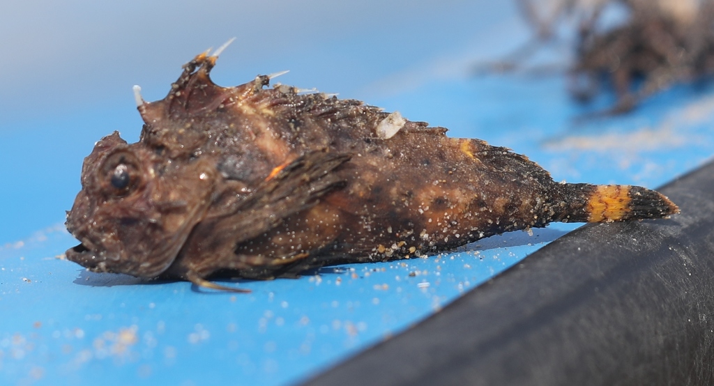 Orangebanded Stingfish