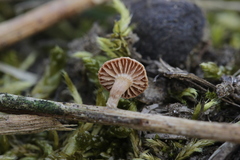 Pholiota conissans