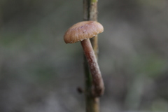 Pholiota conissans