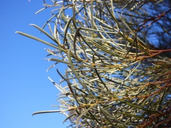 Acacia papyrocarpa