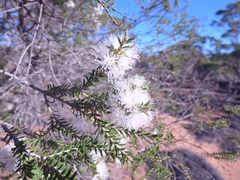 Melaleuca quadrifida