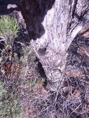 Melaleuca quadrifida