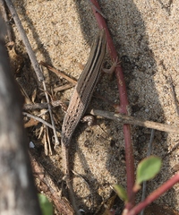 Eutropis bibronii