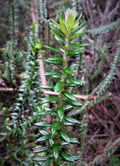 Cassinia denticulata