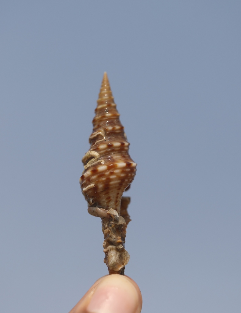 Unedogemmula