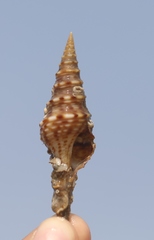 Unedogemmula indica