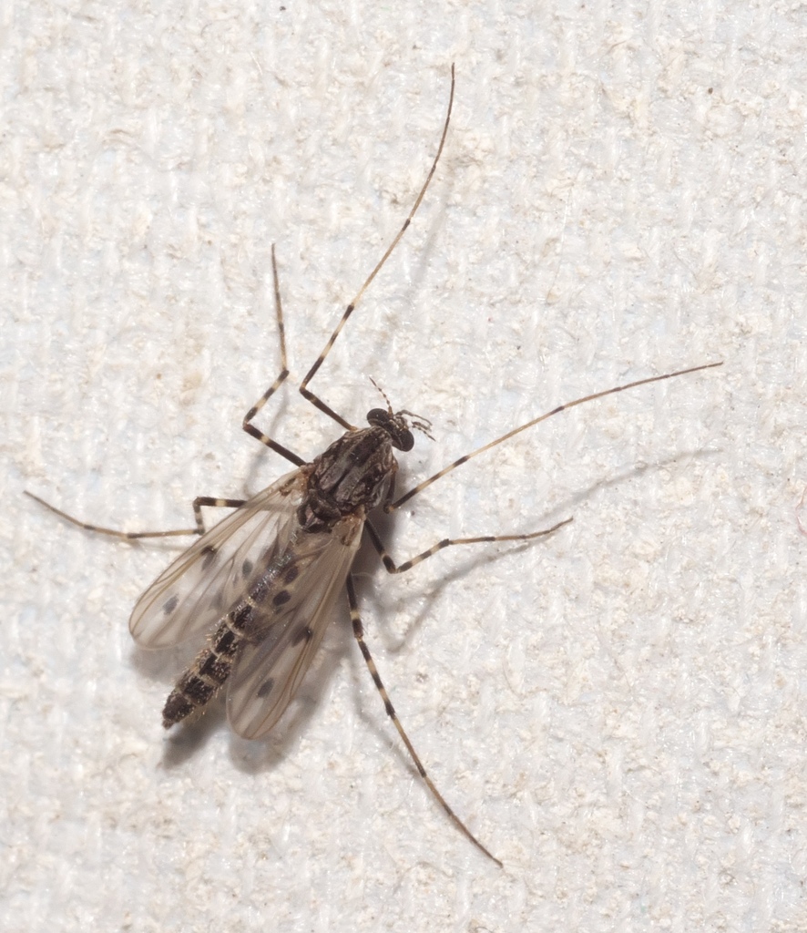 Stictochironomus naevus