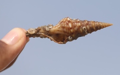 Unedogemmula indica