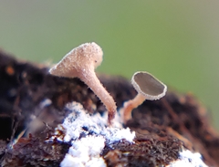 Martininia panamaensis