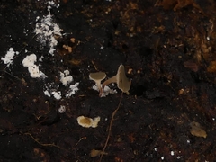 Martininia panamaensis