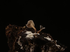 Martininia panamaensis