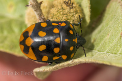 Pachycoris klugii