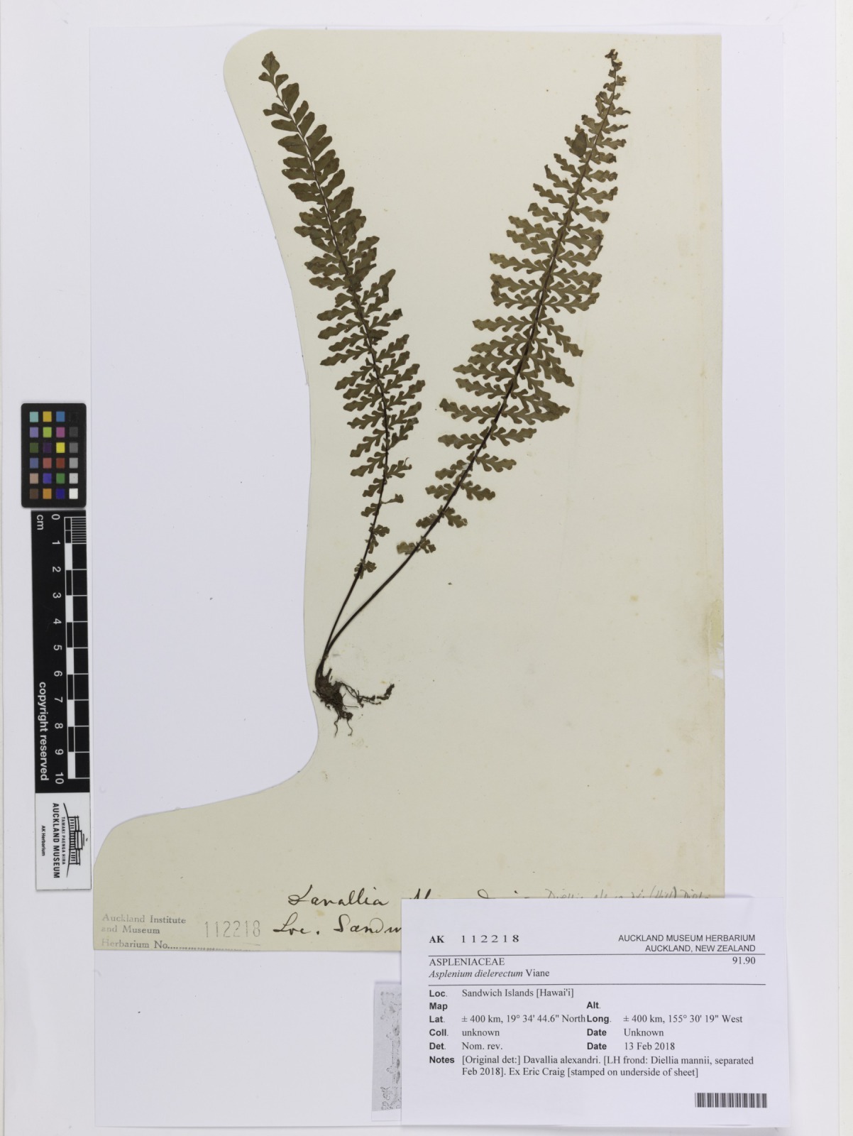 Asplenium dielerectum