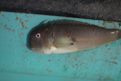 Iniistius bimaculatus